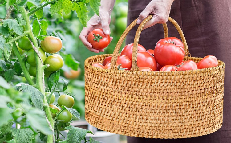 سبد حصیری ( سبد خرید) بافت ،دسته دار ( وارداتی )